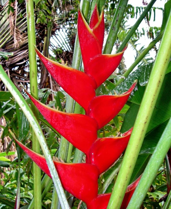 Heliconia Collinsiana